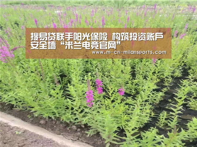 米兰赛事